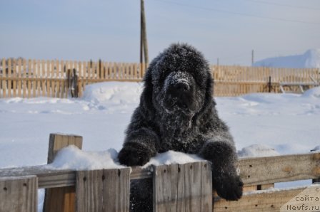 Фото: ньюфаундленд N'yufort Blesk Domino (Ньюфорт Блеск Домино)