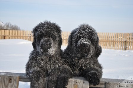 Фото: ньюфаундленд N'yufort Bay'yu Tiana (Ньюфорт Бай'ю Тиана), ньюфаундленд N'yufort Bestseller (Ньюфорт Бестселлер)