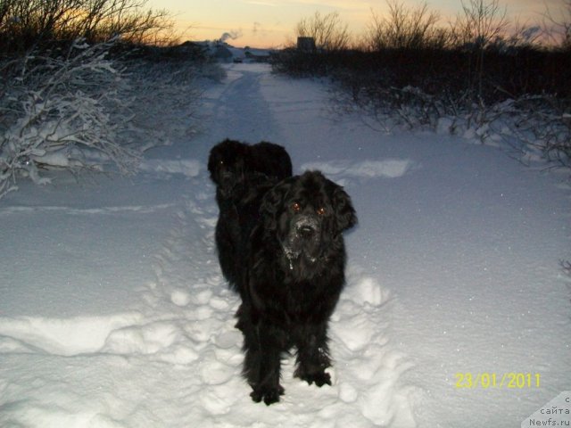 Фото: ньюфаундленд Gloriya Grand Blek (Глория Гранд Блек)
