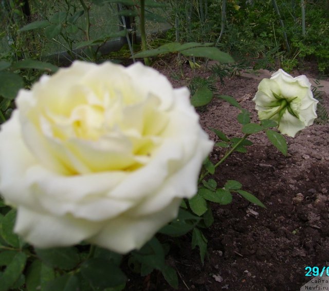 Фотография № 57754