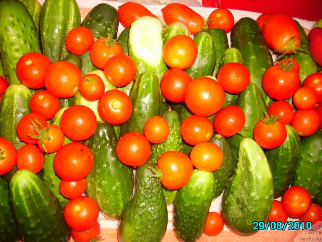 Фотография № 57763