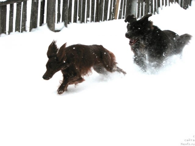 Фото: ньюфаундленд Aristokrat ot Rafayellyi (Аристократ от Рафаэллы)