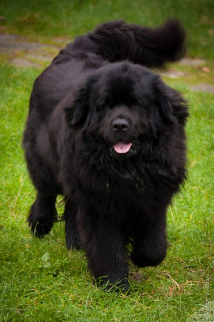 Фото: ньюфаундленд Lary (Лари)