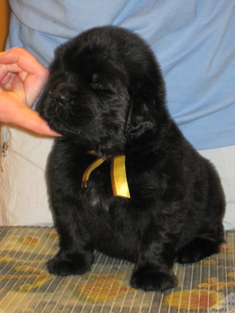 Фото: ньюфаундленд Uyutnaya Dolina Bliss of Layf (Уютная Долина Блисс оф Лайф)