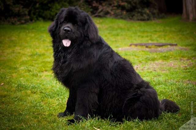Фото: ньюфаундленд Lary (Лари)
