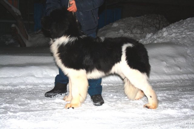 Фото: ньюфаундленд Super Premium Emu Net Ravnyih (Супер Премиум Ему Нет Равных)