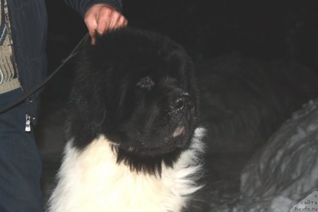 Фото: ньюфаундленд Super Premium Emu Net Ravnyih (Супер Премиум Ему Нет Равных)