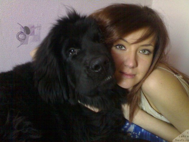 Фото: ньюфаундленд CHernyiy SHarm Boston (Черный Шарм Бостон), Kseniya YAgudina (Ксения Ягудина)