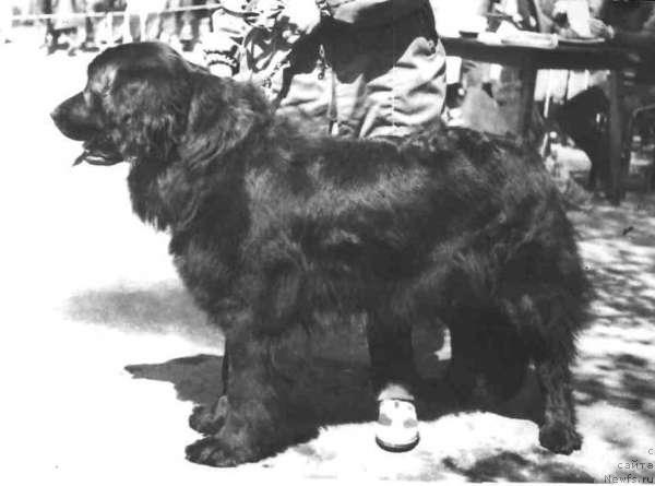 Фото: ньюфаундленд Nessi Greyz (Несси Грейз)