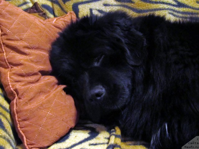 Фотография № 57825