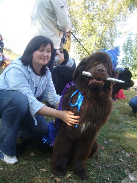Фото: ньюфаундленд Obush Shed Yudashkin Stil (Обуш Шед Юдашкин Стиль), Irina Nazarova (Ирина Назарова)