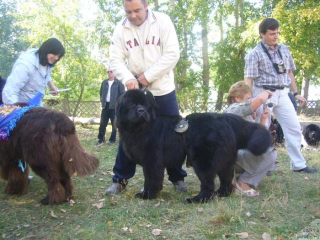 Фото: ньюфаундленд Obush SHed YUkotan Zolotoy Ruchey (Обуш Шед Юкотан Золотой Ручей), Oleg Gagarin (Олег Гагарин)