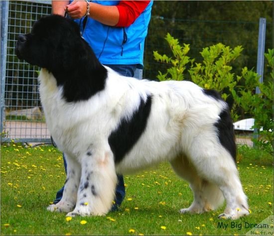 Фото: ньюфаундленд Cartoon Boy Cartman des Oursons du Vent