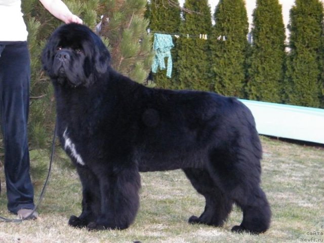 Фото: ньюфаундленд Luxusowy Model Viva Zabajka