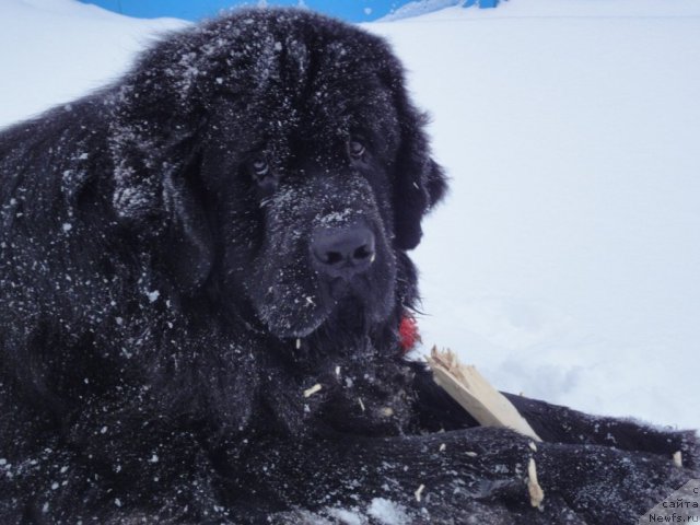 Фото: ньюфаундленд Uyutnaya Dolina Arnfrid Feodor (Уютная Долина Арнфрид Феодор)