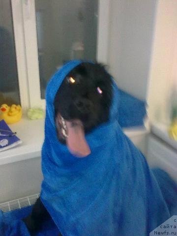 Фото: ньюфаундленд Ih Vyisochestvo Vladlena Madjiks (Их Высочество Владлена Маджикс)