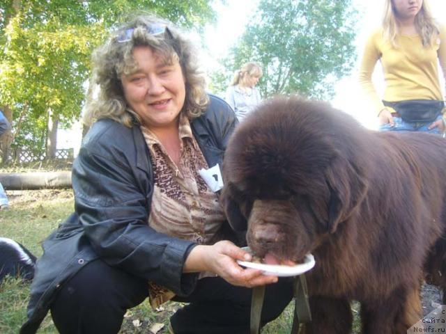 Фото: ньюфаундленд Super Premium Brabus (Супер Премиум Брабус)