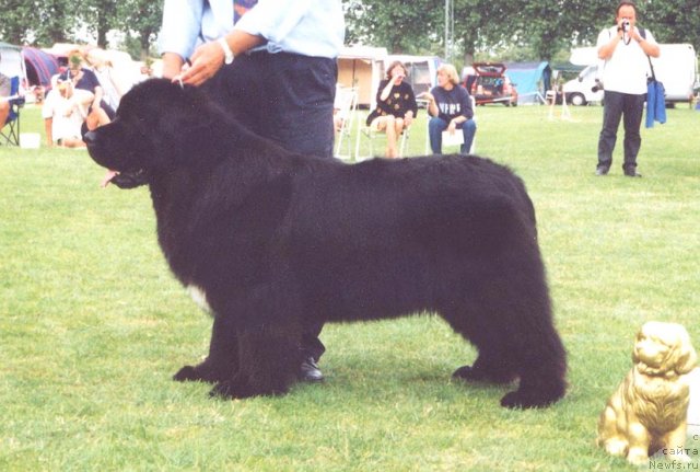 Фото: ньюфаундленд Geronimo