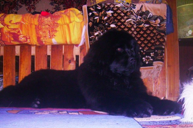 Фотография № 57918