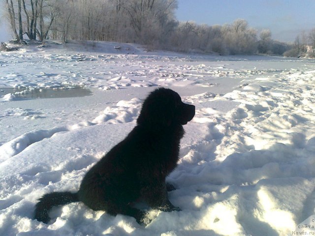 Фото: Черный Шарм Бонифаций