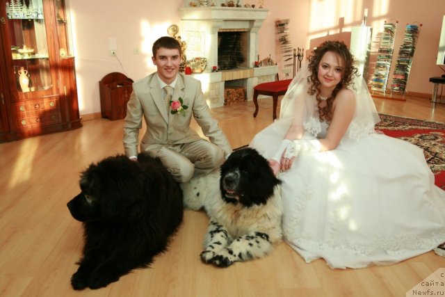 Фото: Kristina Vlas'eva (Кристина Власьева), ньюфаундленд Vein Vest, ньюфаундленд Akvian Song Zefir (Аквиан Сонг Зефир)