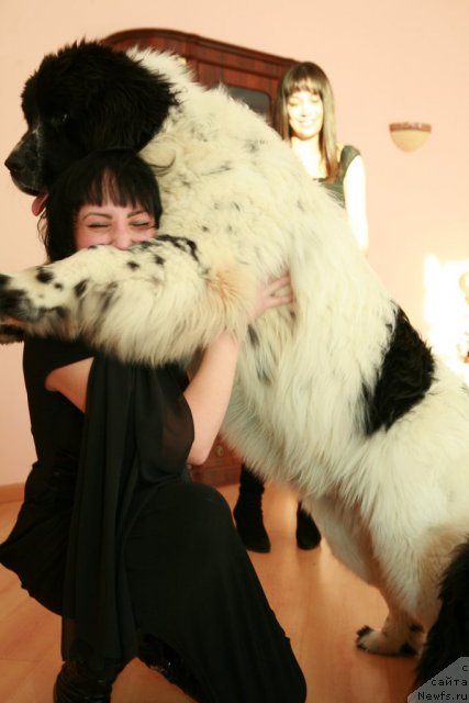 Фото: ньюфаундленд Akvian Song Zefir (Аквиан Сонг Зефир)