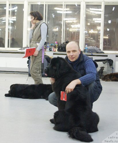 Фото: ньюфаундленд Beguschaya po Volnam Hand Made (Бегущая по Волнам Ханд Маде)