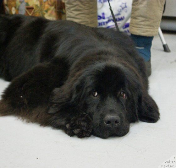 Фото: ньюфаундленд Beguschaya po Volnam Harizma (Бегущая по Волнам Харизма)