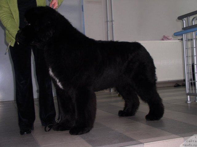 Фото: ньюфаундленд Luxusowy Model Viva Zabajka