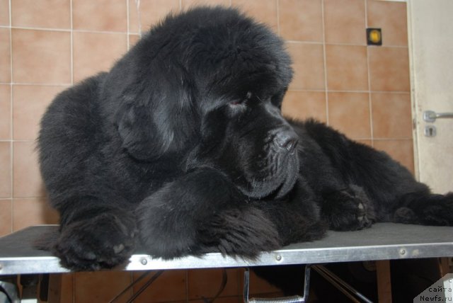 Фото: ньюфаундленд Luxusowy Model Viva Zabajka