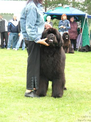 Фото: ньюфаундленд Aarnikarhun Chic-o-Chico