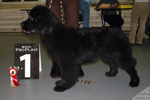 Фотография № 57994