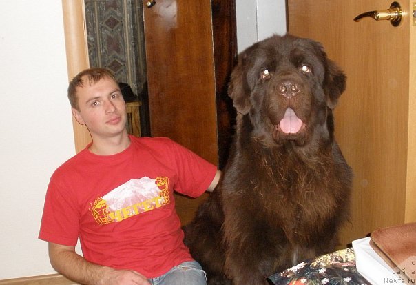 Фото: ньюфаундленд Lesnaja Skazka Korolevskiy Medved (Лесная Сказка Королевский Медведь), Dmitriy Samarcev (Дмитрий Самарцев)