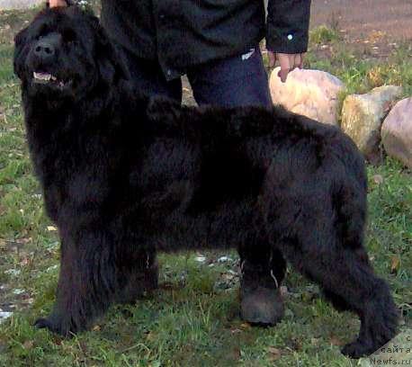 Фото: ньюфаундленд Greychel (Грейчел)