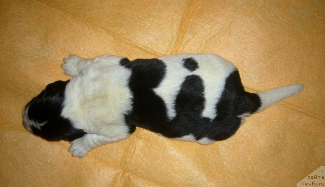 Фото: ньюфаундленд Super Bizon Ekaterinburg (Супер Бизон Екатеринбург)