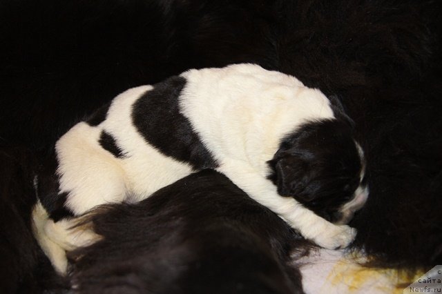 Фото: ньюфаундленд Super Bizon Ekaterinburg (Супер Бизон Екатеринбург)