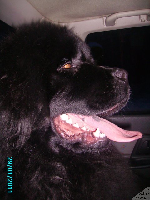 Фото: ньюфаундленд Ih Vyisochestvo Vladlena Madjiks (Их Высочество Владлена Маджикс)