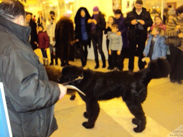 Фотография № 58009