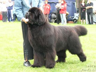 Фото: ньюфаундленд Aarnikarhun Chic-o-Chico