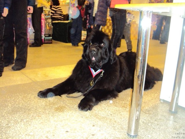 Фото: ньюфаундленд Aquatoriya Kelvin Zaznoba (Акватория Келвин Зазноба)