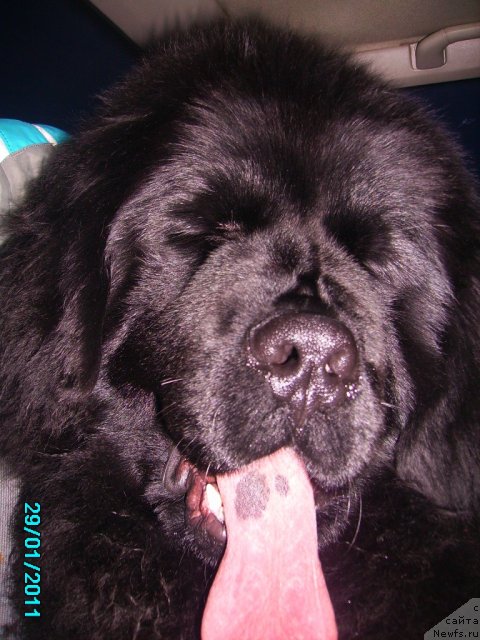 Фото: ньюфаундленд Ih Vyisochestvo Vladlena Madjiks (Их Высочество Владлена Маджикс)