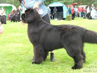 Фото: ньюфаундленд Aarnikarhun Chic-o-Chico