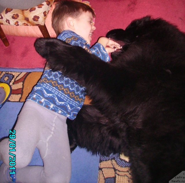 Фото: ньюфаундленд Ih Vyisochestvo Vladlena Madjiks (Их Высочество Владлена Маджикс)