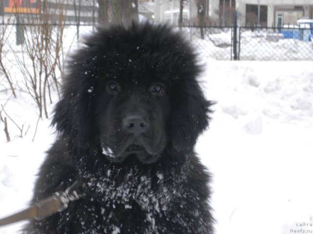 Фото: ньюфаундленд Smigar Greyt Saksyes (Смигар Грейт Саксэс)