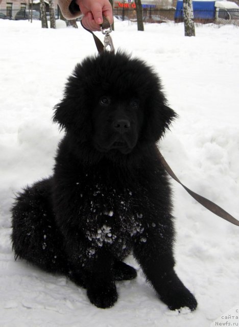 Фото: ньюфаундленд Smigar Greyt Saksyes (Смигар Грейт Саксэс)