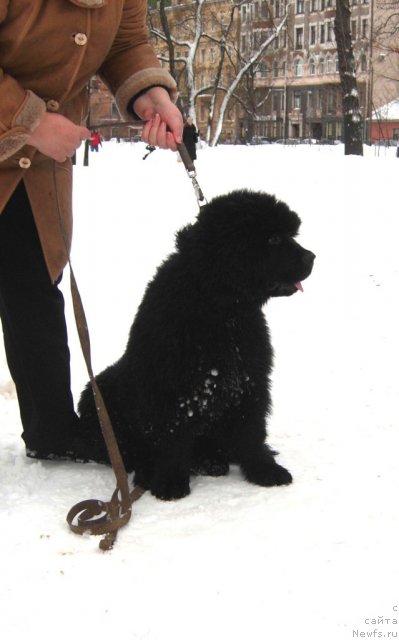 Фото: ньюфаундленд Smigar Greyt Saksyes (Смигар Грейт Саксэс)
