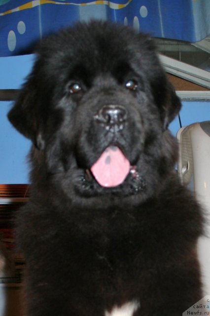 Фото: ньюфаундленд Beguschaya po Volnam Royal Flash (Бегущая по Волнам Роуал Флаш)