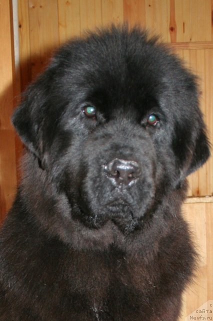 Фотография № 58029