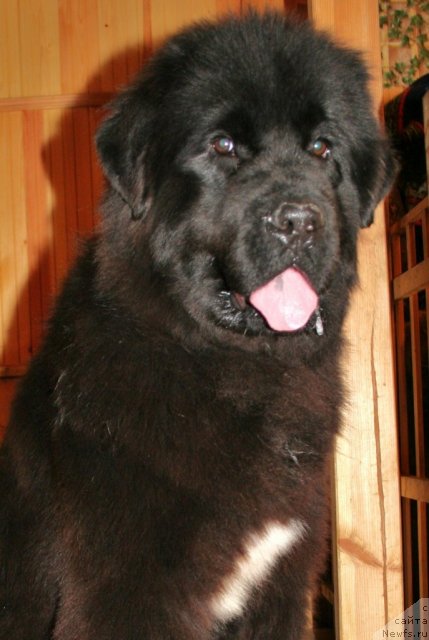 Фото: ньюфаундленд Beguschaya po Volnam Royal Flash (Бегущая по Волнам Роуал Флаш)