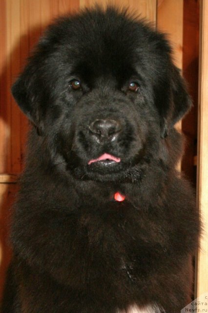 Фотография № 58032